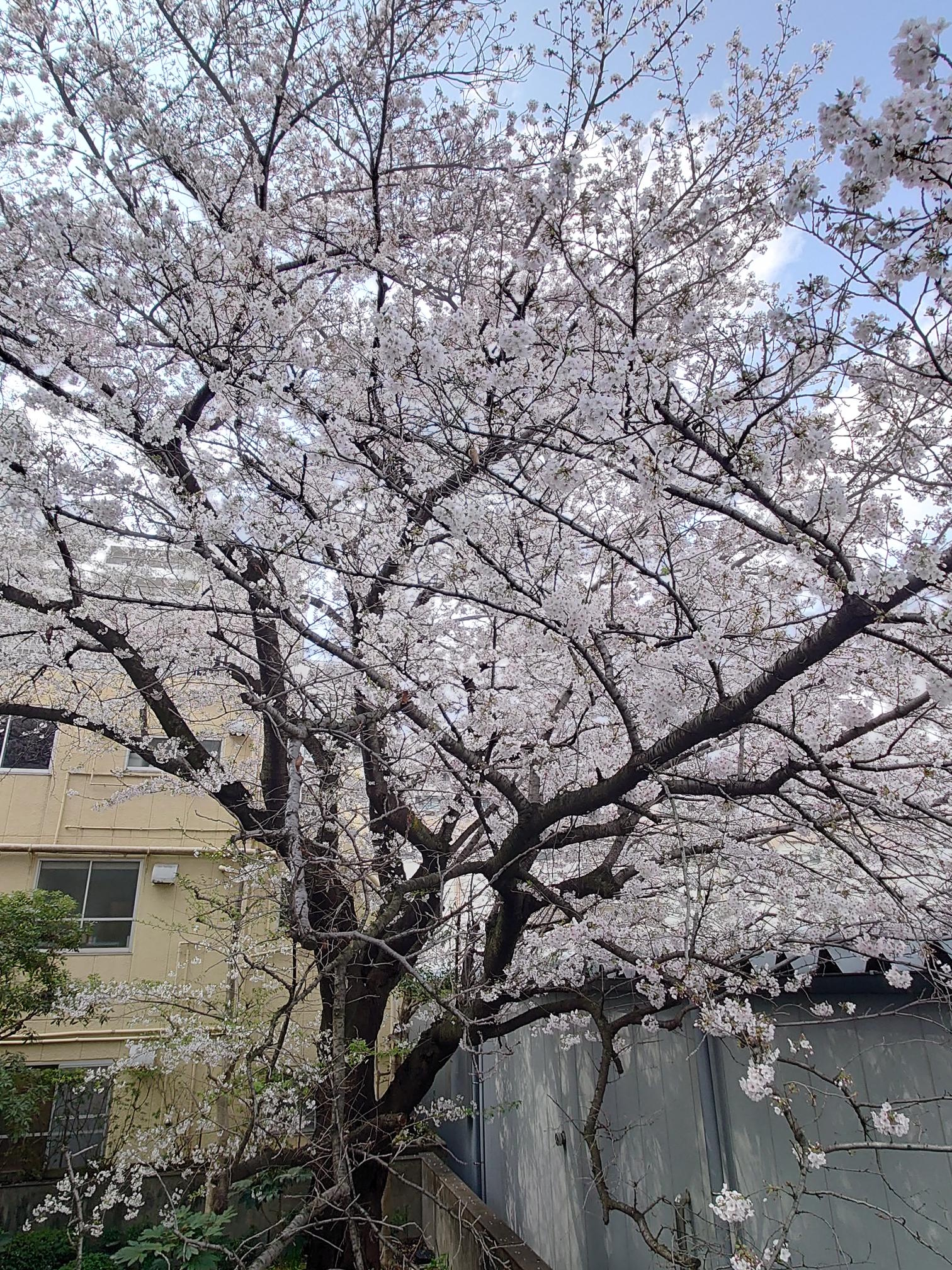 NDSの裏庭の桜2026